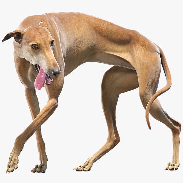 realistic greyhound rigged animations 3D model