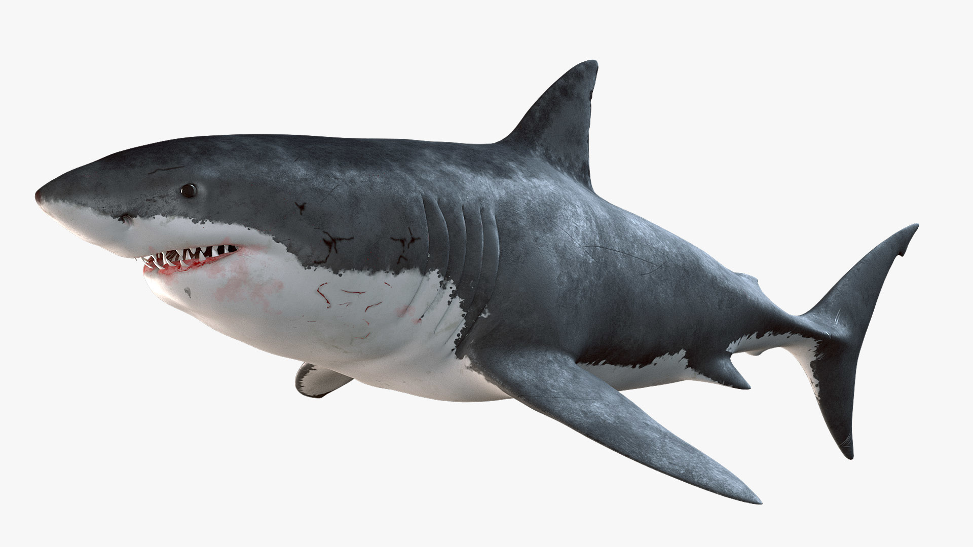 大白鲨的完整解剖3d模型