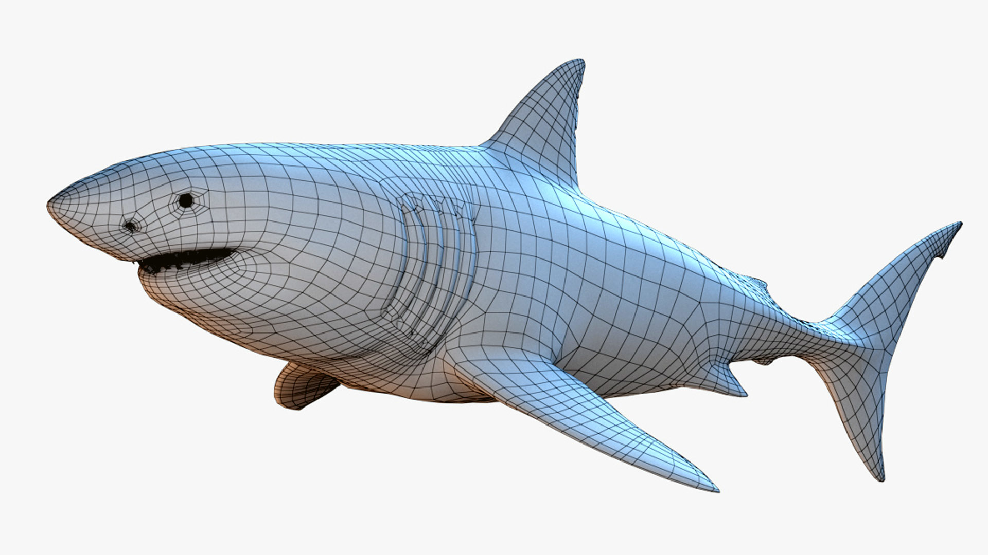 大白鲨的完整解剖3d模型