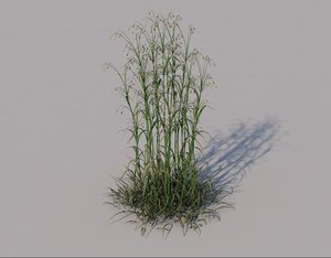 hairy brome grass 3D model