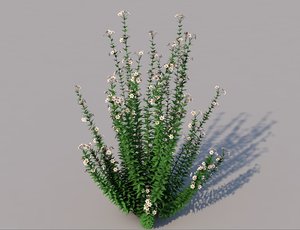3D capitatus flower model