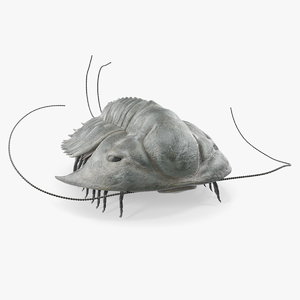 3D trilobite extinct marine arachnomorph