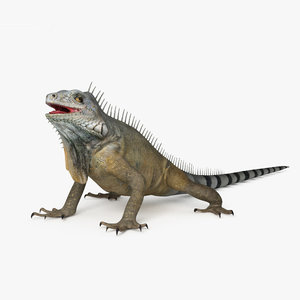 3D iguana lizard reptile model