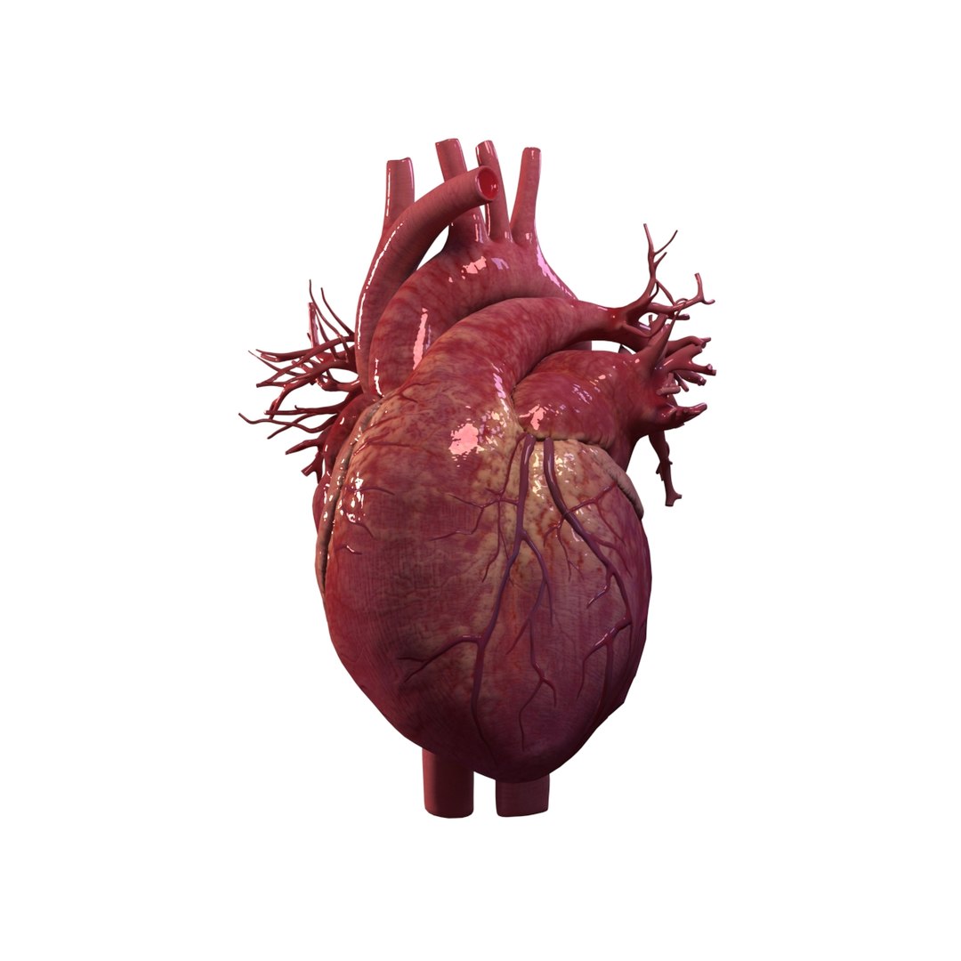 Human heart animation 3D model TurboSquid 1473267