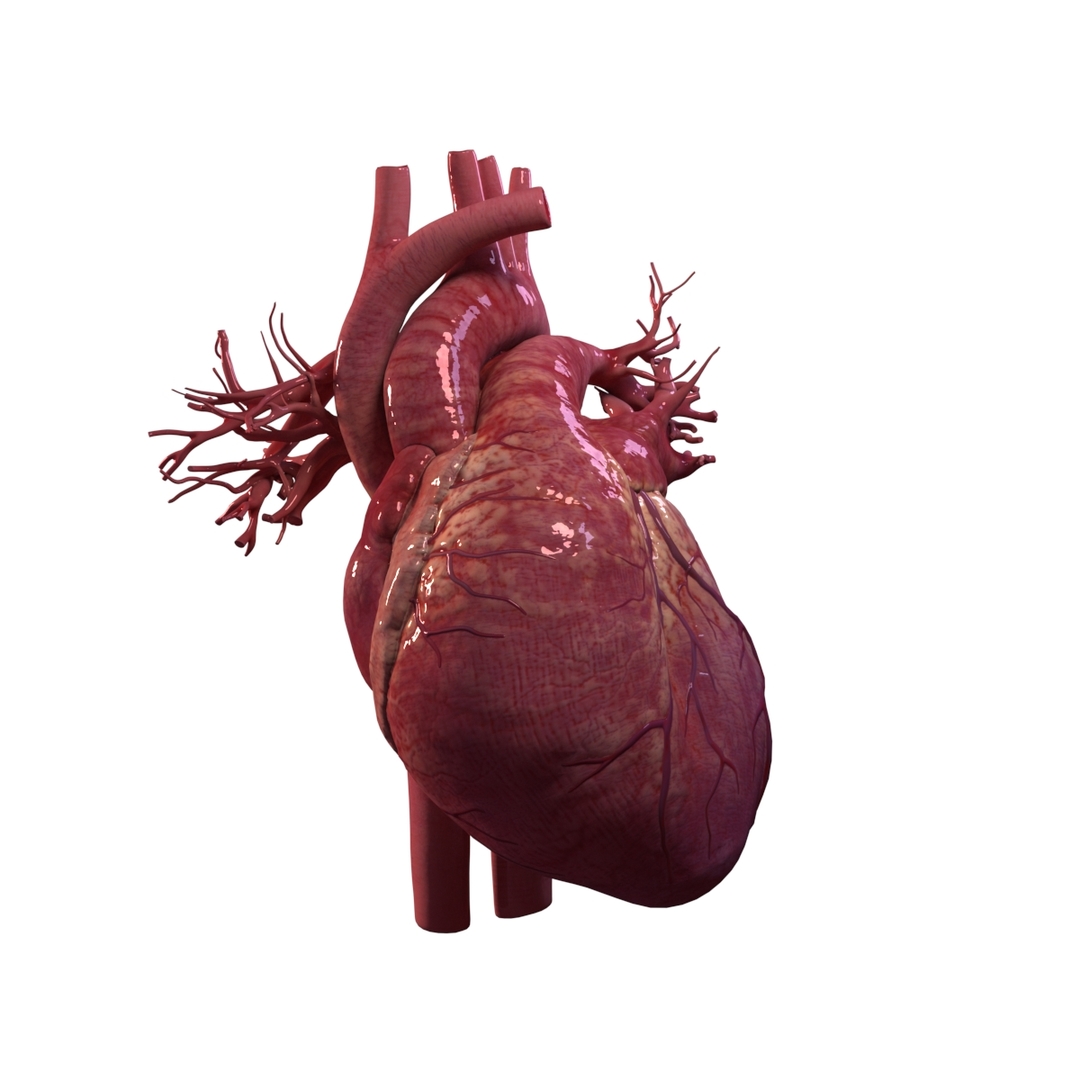 Human heart animation 3D model TurboSquid 1473267