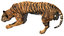 tiger anatomy 3D model