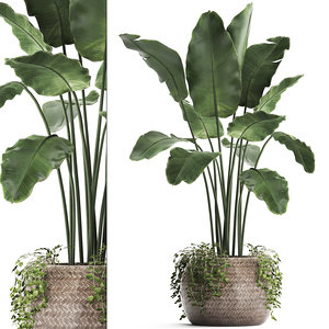 houseplants exotic plants 3D