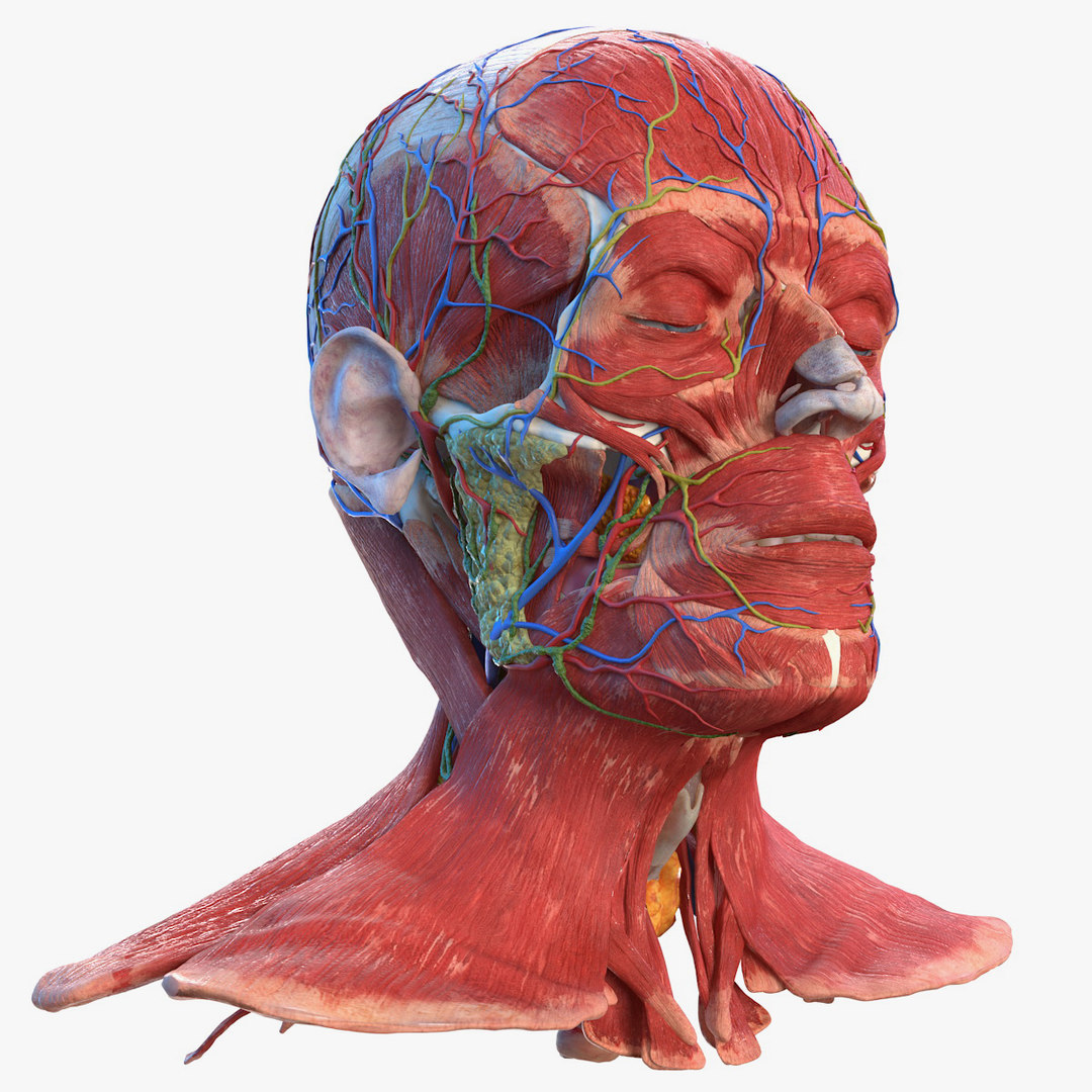 3D human head anatomy - TurboSquid 1474080