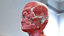 3D human head anatomy