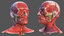 3D human head anatomy
