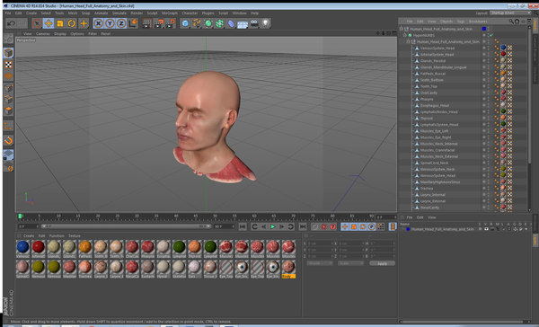 3D human head anatomy skin model - TurboSquid 1474081