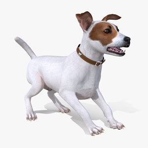 white jack russell terrier 3D model