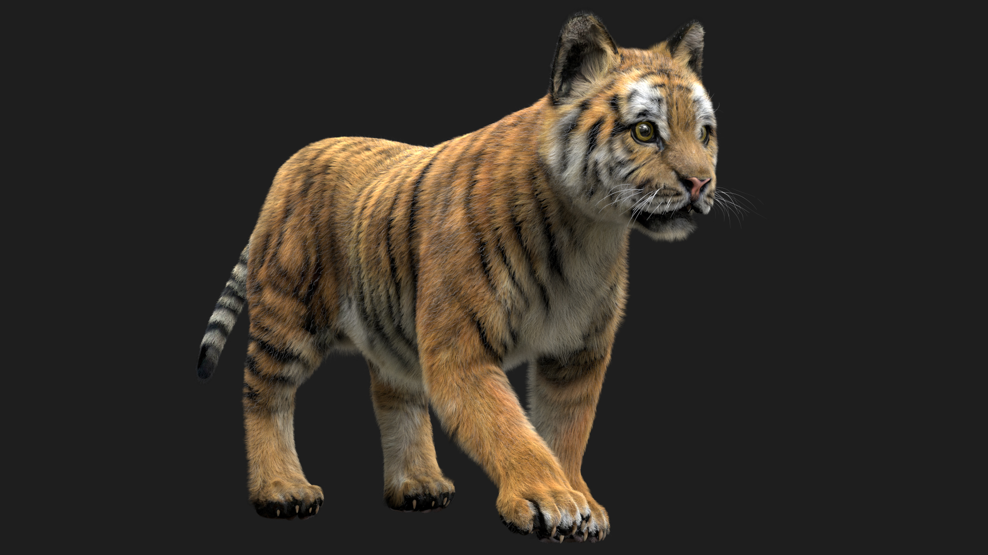 老虎收藏3d模型