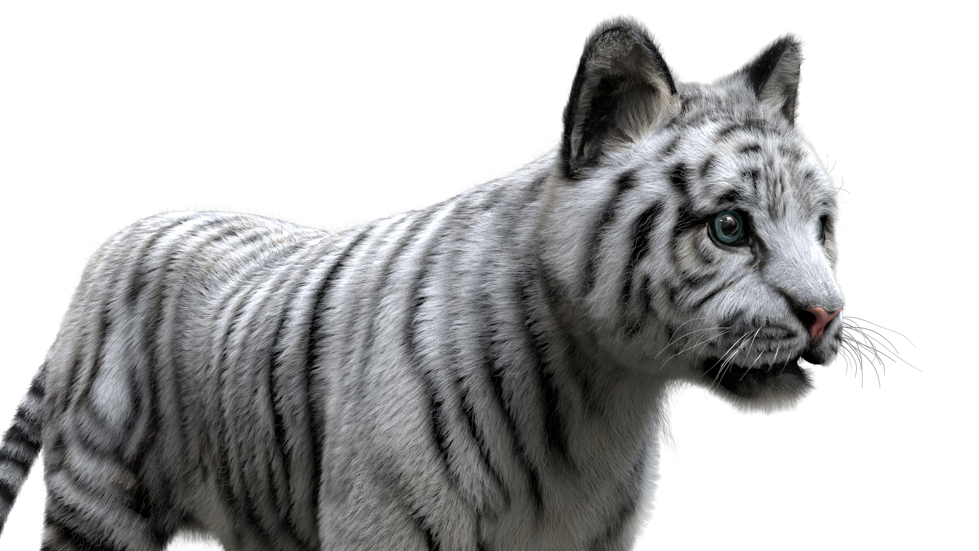 老虎收藏3d模型