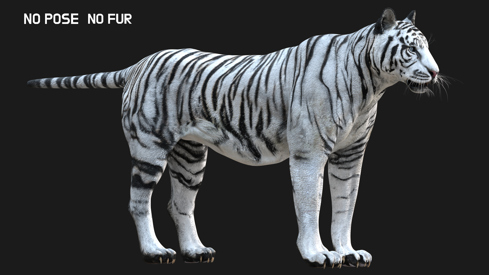 老虎收藏3d模型