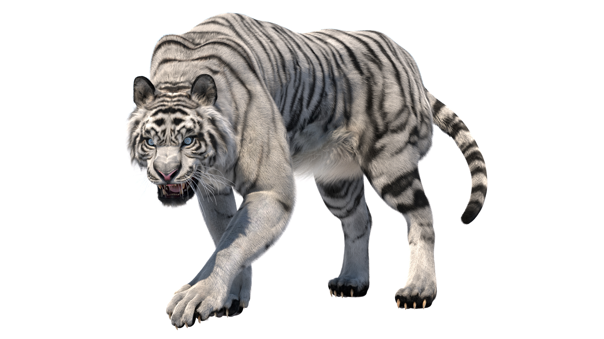 老虎收藏3d模型