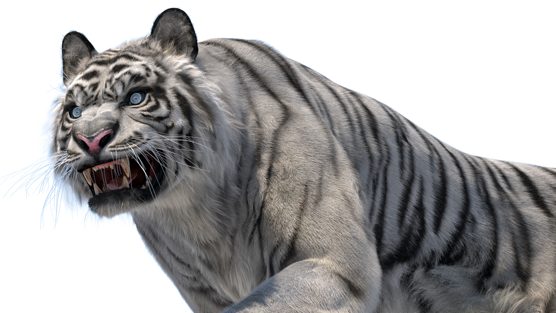 老虎收藏3d模型