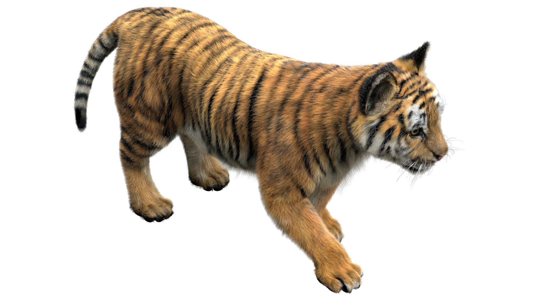 老虎收藏3d模型