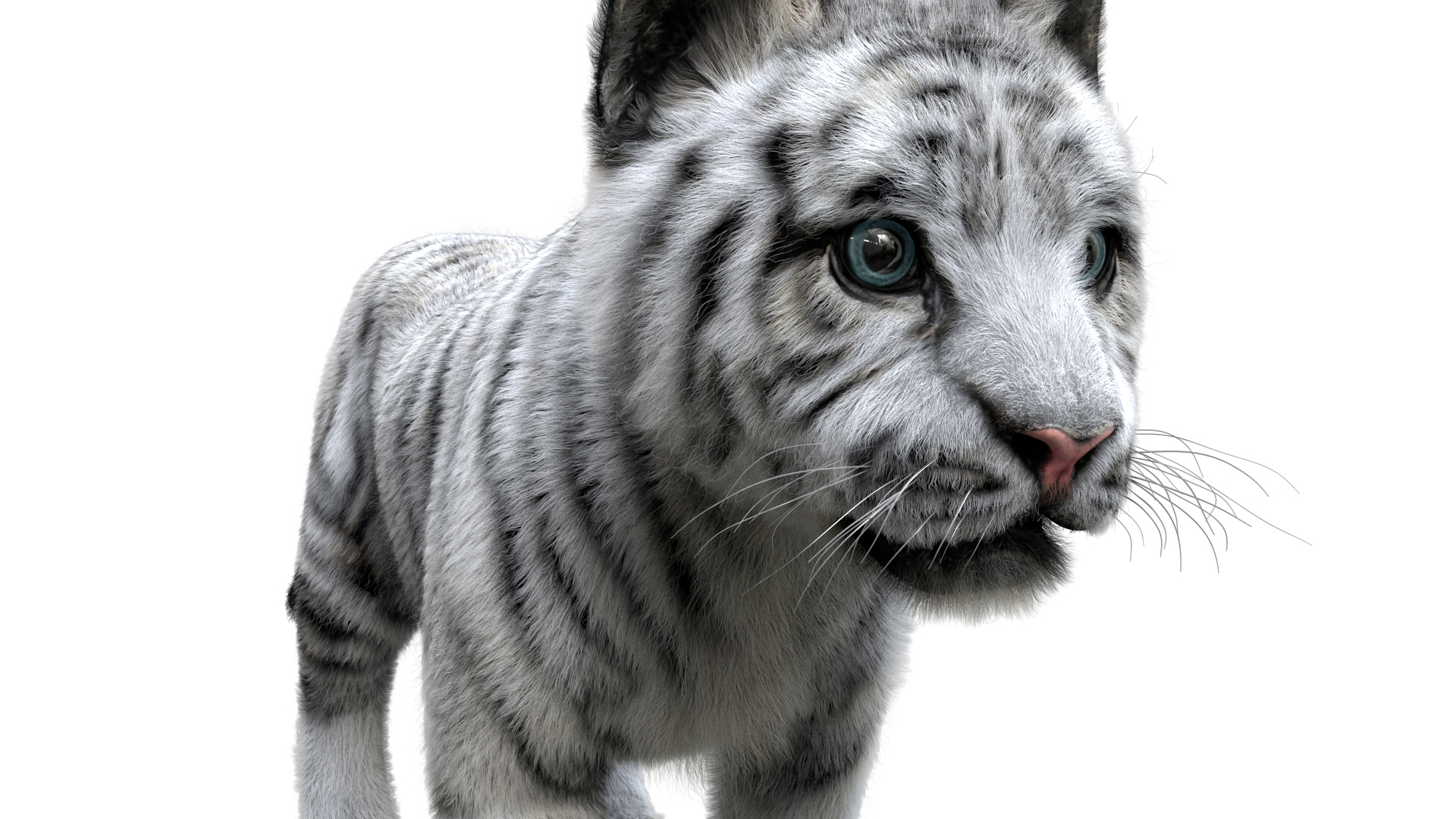 老虎收藏3d模型