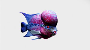 flowerhorn fish 3D model