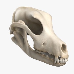 3D dog skull
