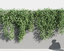 creeper plants 3D model