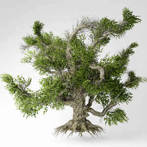 3D old tree model
