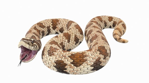 Brown hognose snake attack 3D model - TurboSquid 1475380