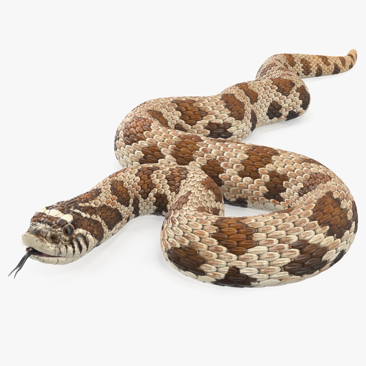 3D brown hognose snake coiled model - TurboSquid 1475427