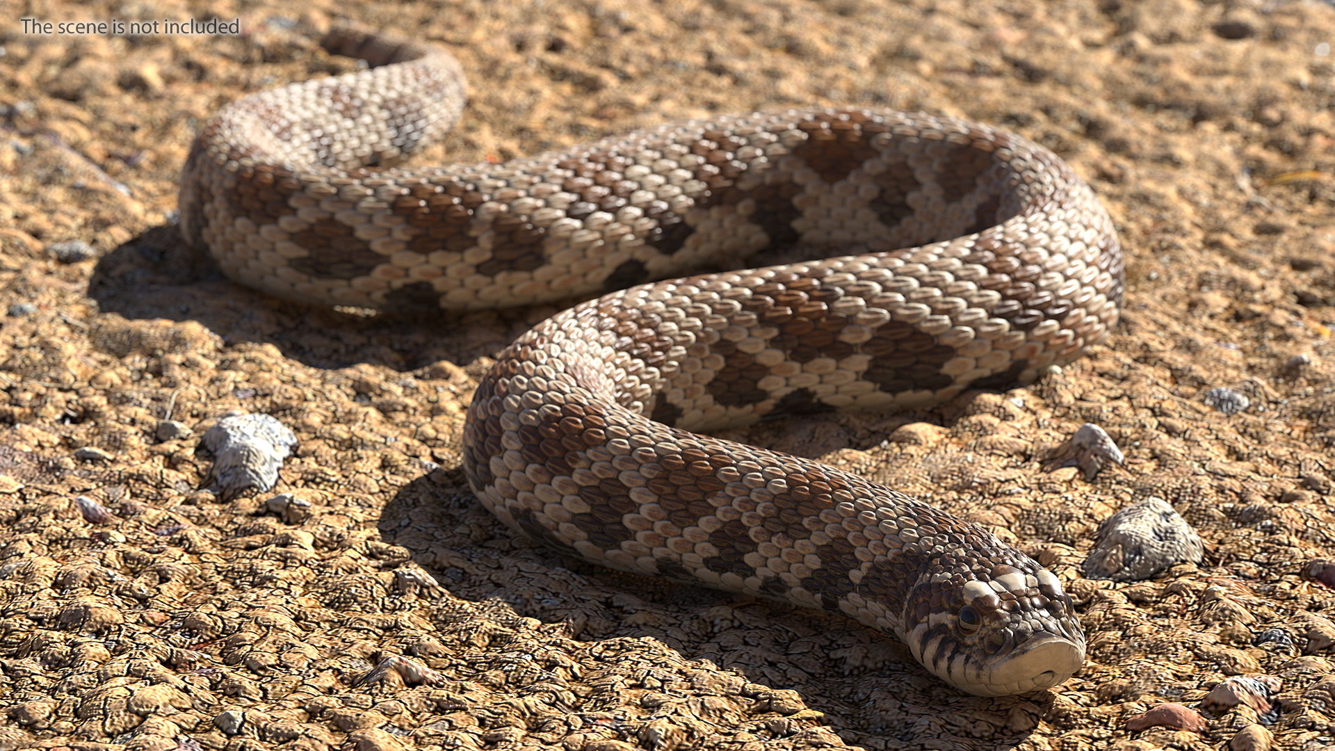 Crawling brown hognose snake 3D TurboSquid 1475432