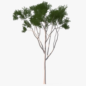 eucalyptus tree 3D model