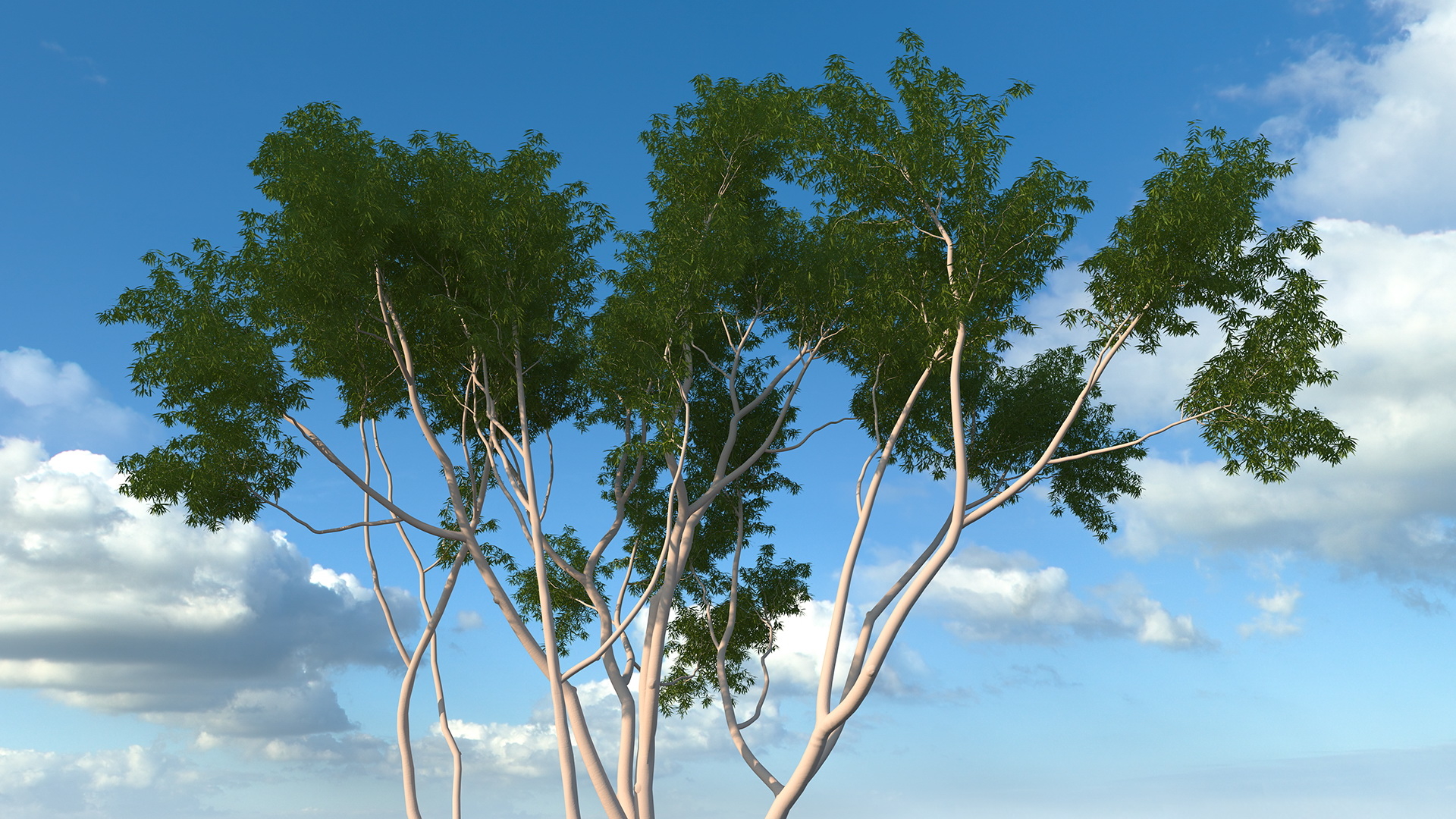 Árvore de eucalipto Modelo 3D - TurboSquid 1475644
