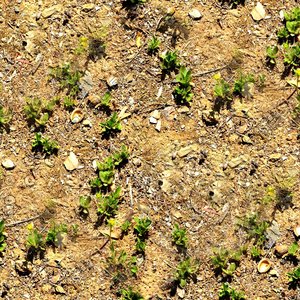 Dry soil with weeds 01
