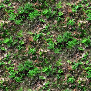 Forest ground 19