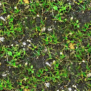 Forest ground 03