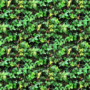 Forest ground 11