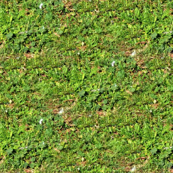 Texture JPEG grass weed ground