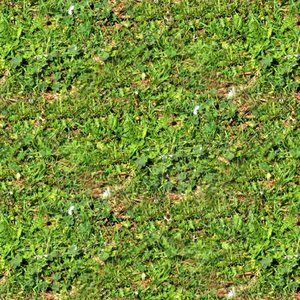 Grass and weeds 03