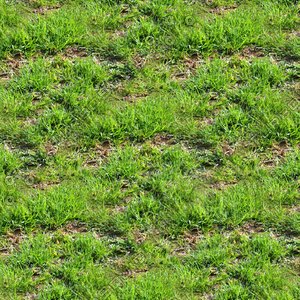 Grass 11