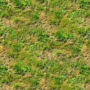 Grass and weeds 13
