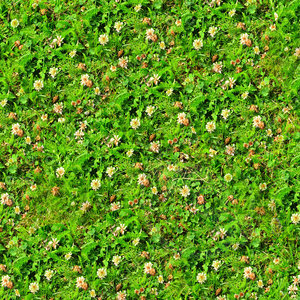 Grass with clover 27