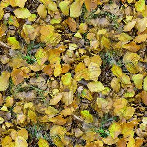 Grass with autumn leaves 13