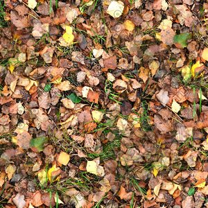Grass with autumn leaves 09
