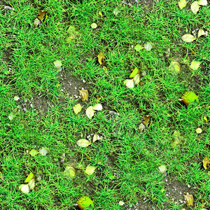 Grass with autumn leaves 14