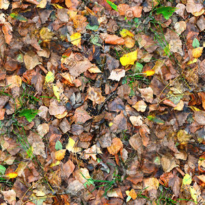 Grass with autumn leaves 10