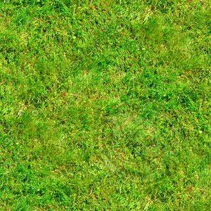 Grass 15
