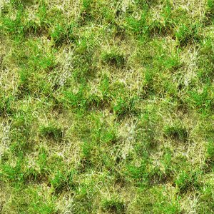 Grass 07