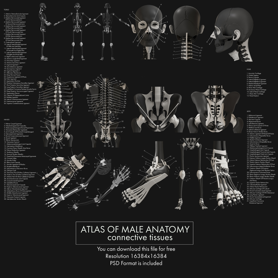 3D male complete anatomy man - TurboSquid 1416355