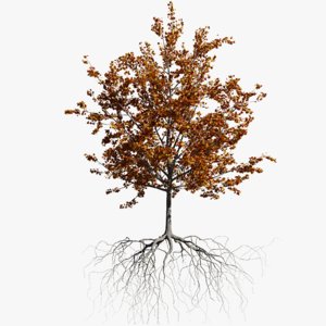 maple autumn 5 tree bark 3D