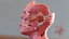 male body anatomy 3D model